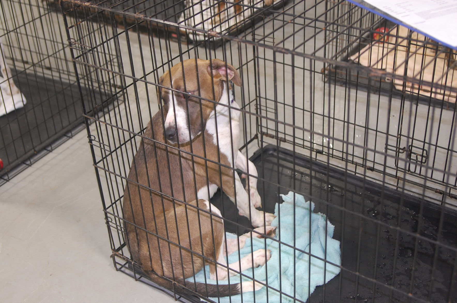 Piedmont animal rescue (7).JPG